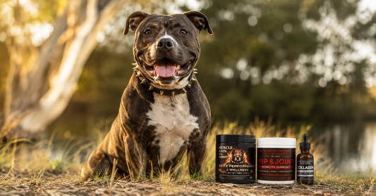 Healthy energetic dog outdoors next to dog supplements — best dog supplements Australia