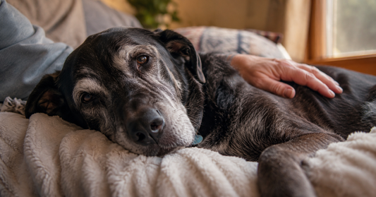 Senior dog resting while owner checks hip — signs your dog needs a joint supplement